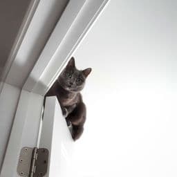 Foto profil Meong Kerja